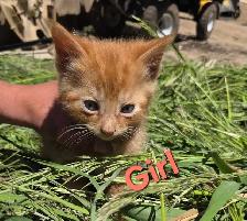 Sweet, Beautiful Kittens