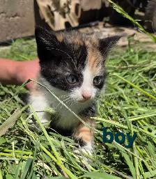 Sweet, Beautiful Kittens - Photo 2