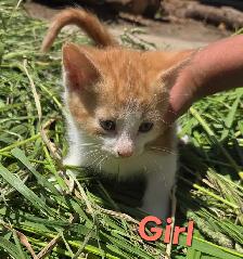 Sweet, Beautiful Kittens - Photo 3