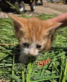 Sweet, Beautiful Kittens - Photo 4