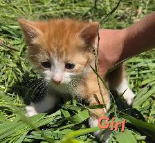 Sweet, Beautiful Kittens - Photo 5