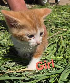 Sweet, Beautiful Kittens - Photo 6