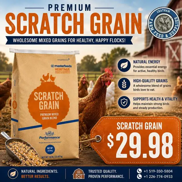 Masterfeed Scratch Grain