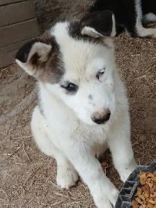 Beautiful Husky pup