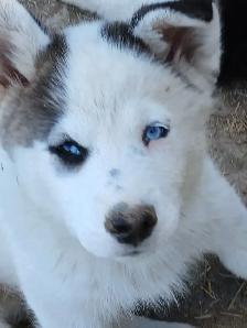 Beautiful Husky pup - Photo 2