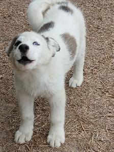 Beautiful Husky pup - Photo 3