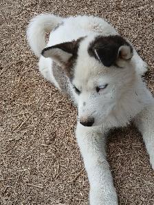 Beautiful Husky pup - Photo 4