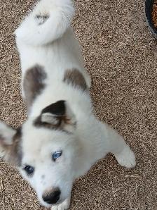 Beautiful Husky pup - Photo 5