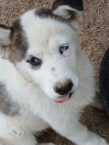 Beautiful Husky pup - Photo 6