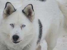 Beautiful Husky pup - Photo 7