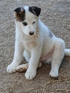 Beautiful Husky pup - Photo 8