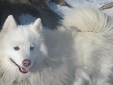 Beautiful Husky pup - Photo 9