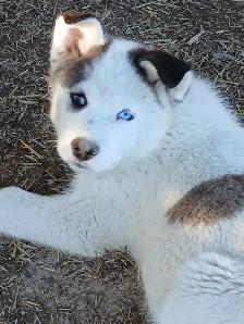 Beautiful Husky pup - Photo 10