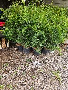 4-5 foot Black Cedars trees cedars hedge or garden - Photo 2