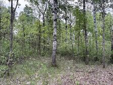 2 Acre Lot For Sale - Photo 3