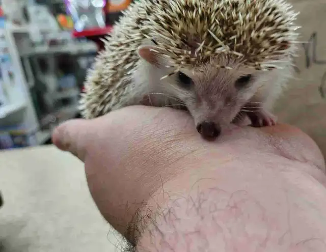 hedgehogs