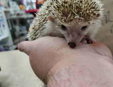 hedgehogs