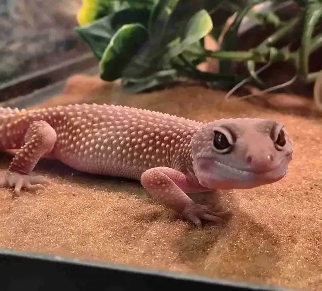 baby leopard geckos