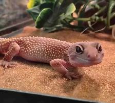 baby leopard geckos