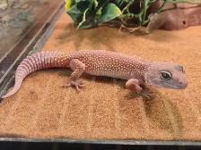 baby leopard geckos - Photo 2