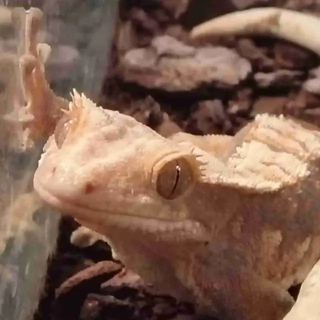 baby crested geckos