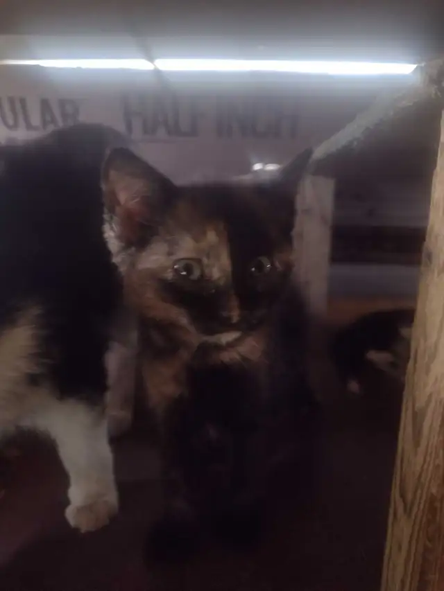 Cute and cuddly kittens in need of a loving home