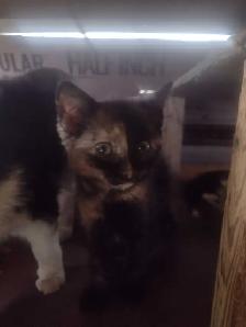 Cute and cuddly kittens in need of a loving home