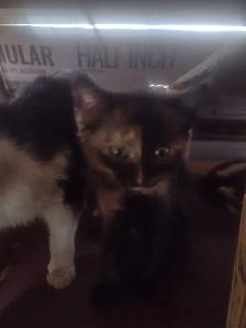 Cute and cuddly kittens in need of a loving home - Photo 2