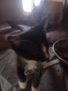 Cute and cuddly kittens in need of a loving home - Photo 3