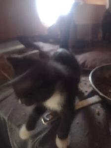 Cute and cuddly kittens in need of a loving home - Photo 4