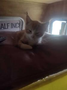Cute and cuddly kittens in need of a loving home - Photo 5