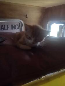 Cute and cuddly kittens in need of a loving home - Photo 6