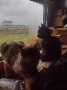 Cute and cuddly kittens in need of a loving home - Photo 7
