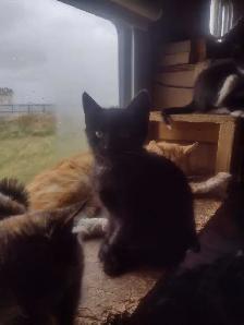 Cute and cuddly kittens in need of a loving home - Photo 8