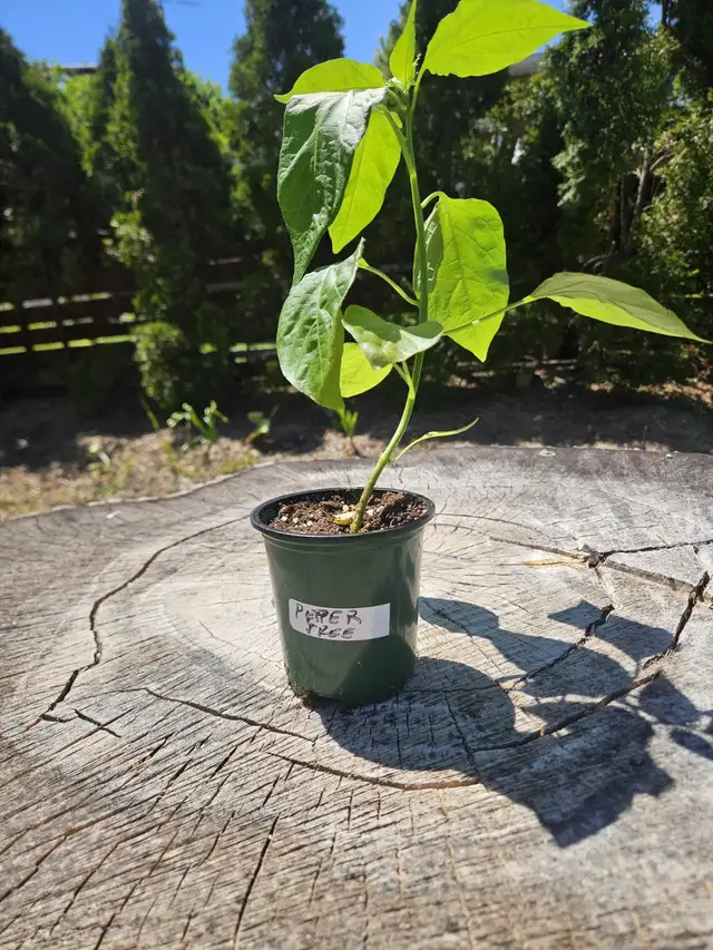 Cuba Pepper TREE Plant Sweet smokey fruit w/ a touch of spice