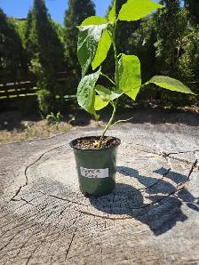 Cuba Pepper TREE Plant Sweet smokey fruit w/ a touch of spice