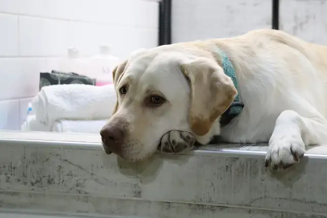 Professional Dog Groomer