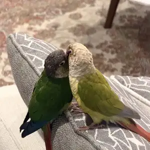 One/Two Conures - 200$each/400$both bonus