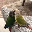 One/Two Conures - 200$each/400$both bonus