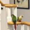 One/Two Conures - 200$each/400$both bonus - Photo 2
