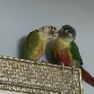 One/Two Conures - 200$each/400$both bonus - Photo 3