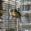 One/Two Conures - 200$each/400$both bonus - Photo 4
