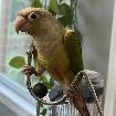 One/Two Conures - 200$each/400$both bonus - Photo 5