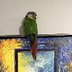 One/Two Conures - 200$each/400$both bonus - Photo 6
