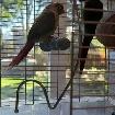 One/Two Conures - 200$each/400$both bonus - Photo 7