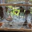 One/Two Conures - 200$each/400$both bonus - Photo 8