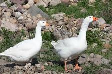 Goose hatching eggs for sale - Photo 3