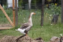 Goose hatching eggs for sale - Photo 5
