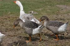 Goose hatching eggs for sale - Photo 6