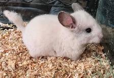 baby chinchillas - Photo 2